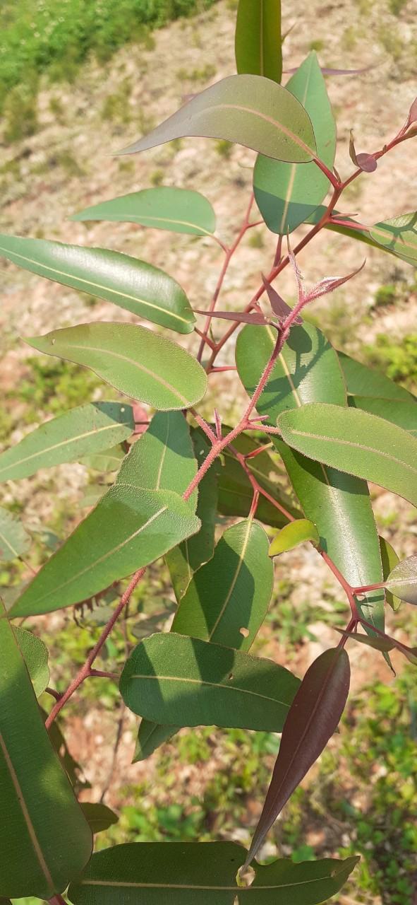 Xây dựng mô hình trồng cây Bạch đàn chanh (Eucalyptus citriodora Hook.f.) để khai thác phục vụ sản xuất tinh dầu tại tỉnh Phú Thọ.