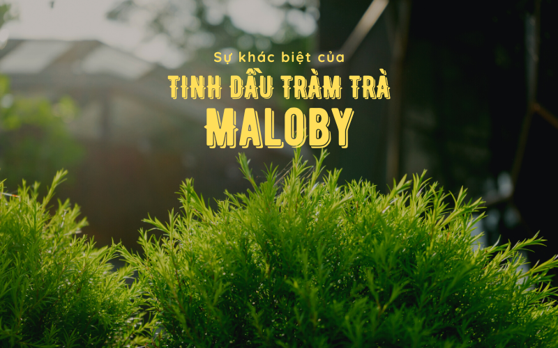 Sự khác biệt của tinh dầu tràm trà Maloby